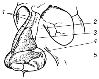Рис 1 Скелет наружного носа 1 носовые парные кости 2 лобный отросток - фото 1