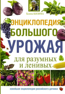 Галина Кизима Энциклопедия большого урожая для разумных и ленивых обложка книги