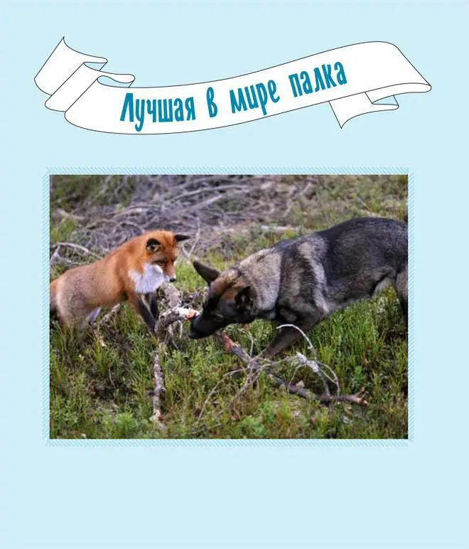 Самая лучшая палка в лесу всегда достается Тинни В этом Снуссен не раз - фото 22