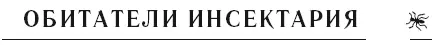 В инсектариях можно содержать многочисленных представителей класса Насекомых - фото 1