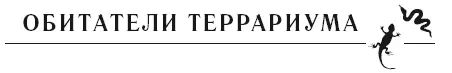 В террариумах содержат целый ряд самых разнообразных животных из числа - фото 2