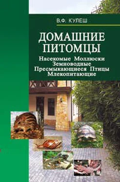 Виктор Кулеш Домашние питомцы: Насекомые. Моллюски. Земноводные. Пресмыкающиеся. Птицы. Млекопитающие обложка книги