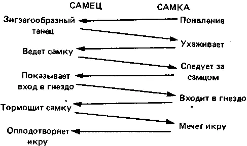 Тем временем самки вообще не заботившиеся о гнезде приобретают блестящую - фото 7