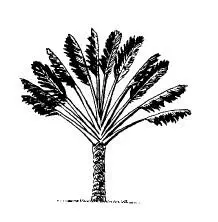 Дерево путешественников Ravenata madagascariensis из семейства банановых - фото 17