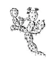 Опунции кактусы рода Opuntia имеют крупные похожие на уши отростки и плоды - фото 19