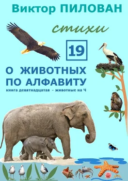 Виктор Пилован О животных по алфавиту. Книга девятнадцатая. Животные на Ч обложка книги