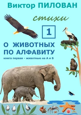 Виктор Пилован О животных по алфавиту. Книга первая. Животные на А и Б обложка книги