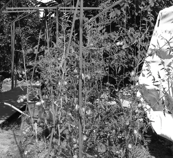 Рис 16 Рис 17 Итого Каждый год ставит новые вопросы и дает новые - фото 18