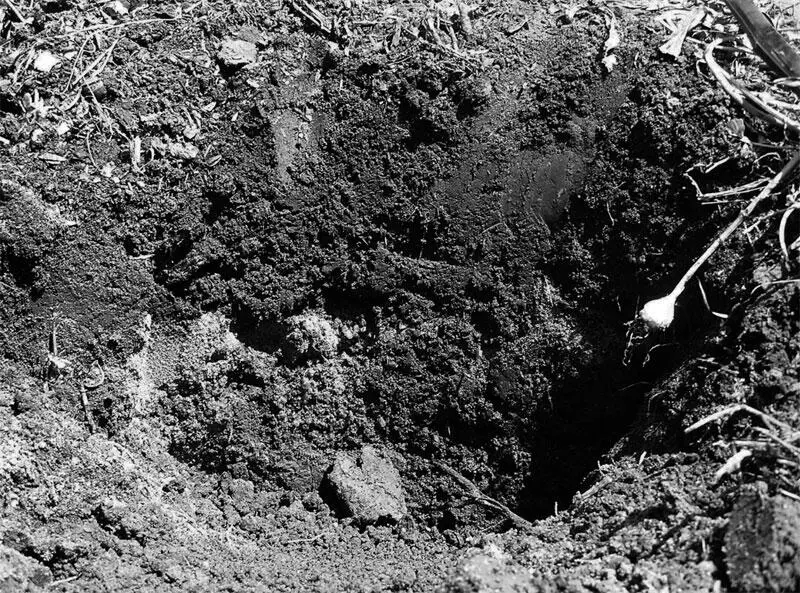 Рис 5 Итак берём лучшее из обоих способов Вынимаем верхние 1015 см самого - фото 8