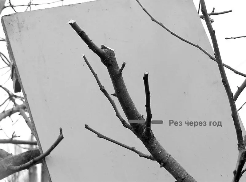 Рис 18 Если после первой зеленой обрезки на верхней или нижней части - фото 19