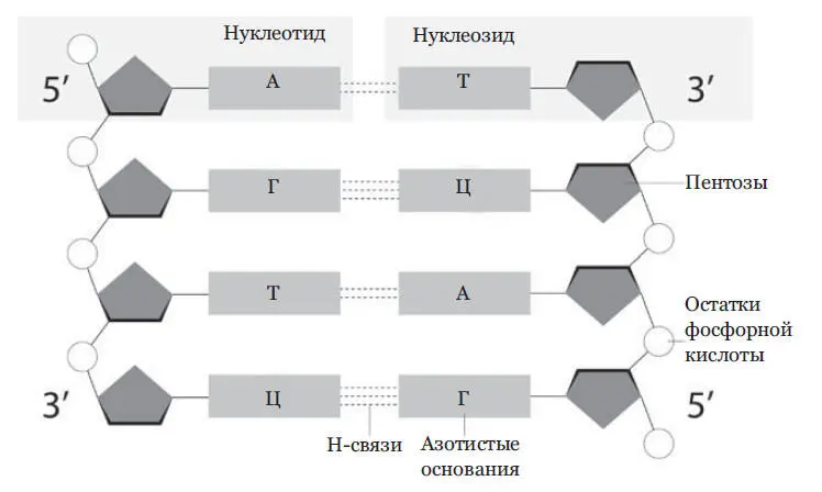 Рис 8 Строение нуклеотида Нуклеотид состоит из азотистого основания - фото 9