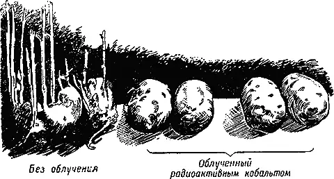 Рис 89Клубни картофеля пролежавшие полтора года в овощехранилище После - фото 105