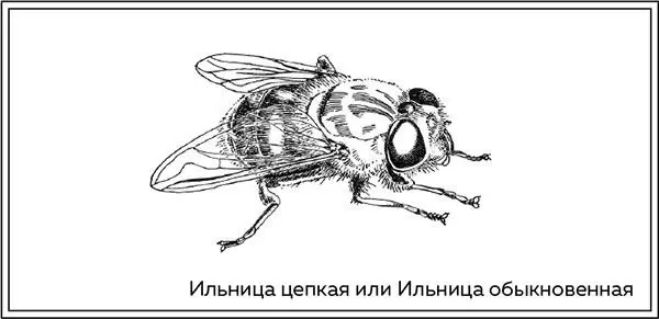Например для личинки ильницы цепкой Eristalis tenax жарким летом - фото 12