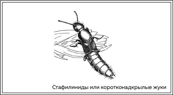 Многие коротконадкрылые жуки занимают определенные места обитания и покидают их - фото 20