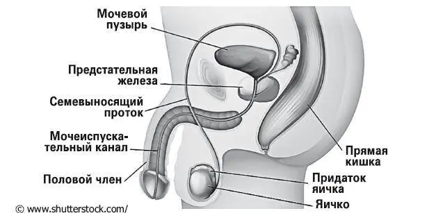 Мужской половой член в спокойном состоянии мягкий малозначительный и - фото 3