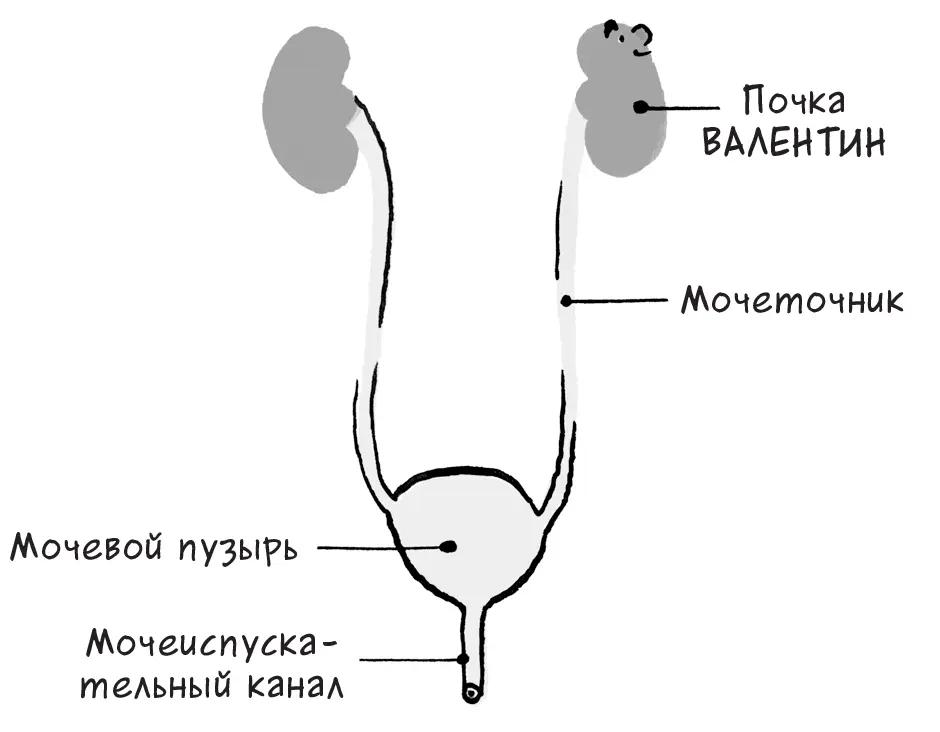 Мочевыделительная система От этой мочи мой человек избавляется в туалете за 30 - фото 11