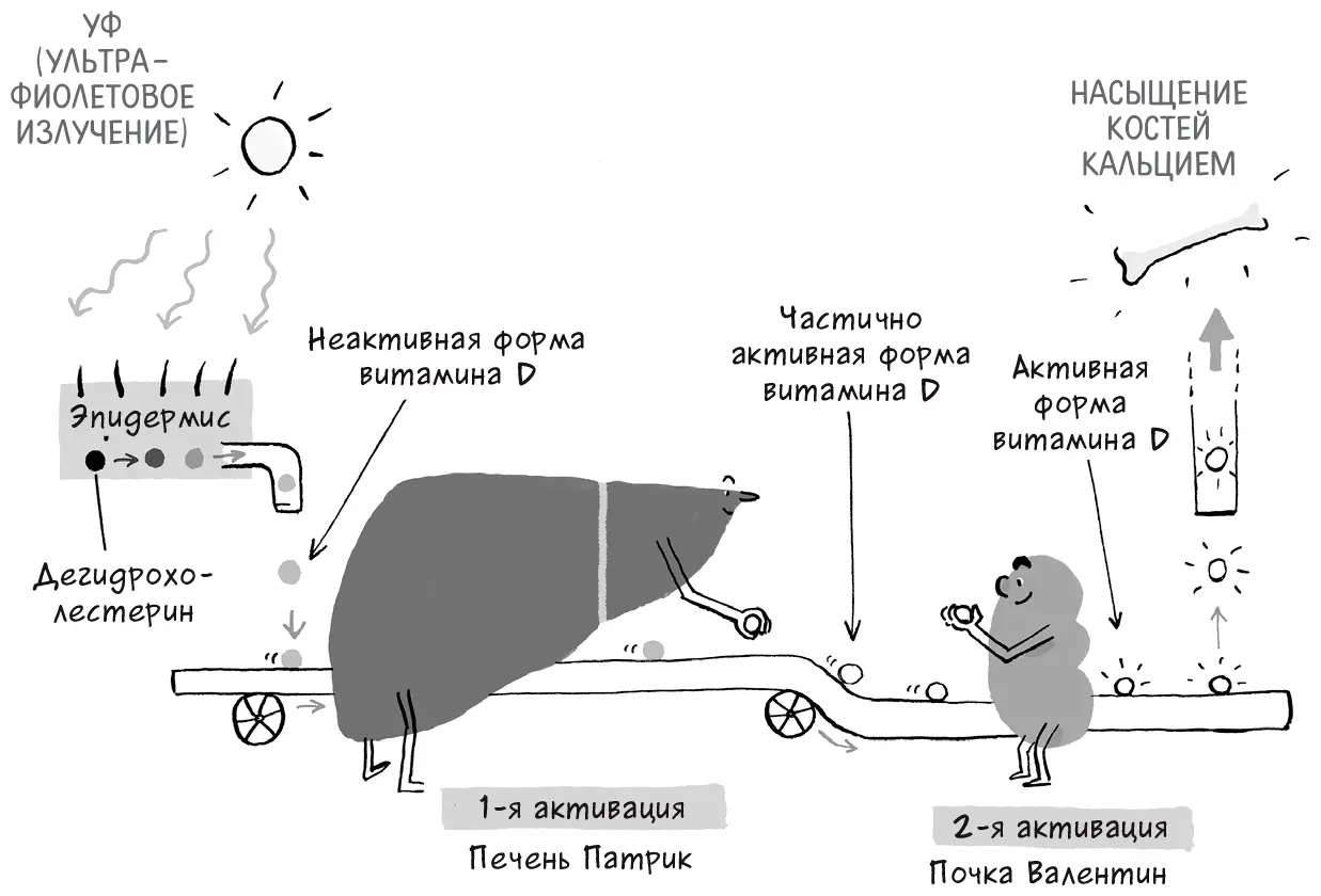 Насыщение костей кальцием Функции почки Вот и все я рассказал вам о наших - фото 15