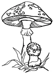 МУХОМОР КРАСНЫЙ Amanita muscaria Я думаю все прекрасно знают как выглядит - фото 2