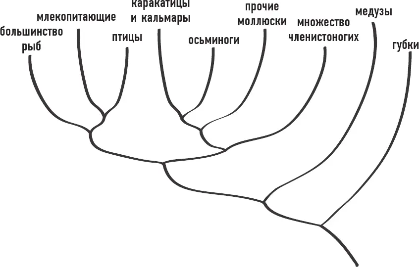 Океаны Психика возникла в море Водная среда сделала возможной ее - фото 20