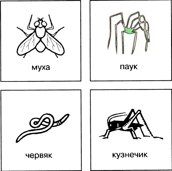 Ответы 1 червяк 2 кузнечик 3 муха 4 паук РАСТЕНИЯ Растения не только - фото 16