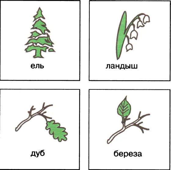 Ответы 1 ландыш 2 ель 3 береза 4 дуб 1 Из плодов какого растения - фото 18