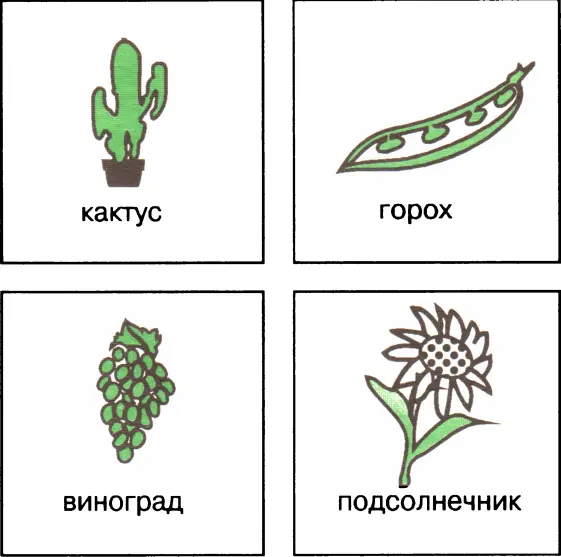 Ответы 1 виноград 2 кактус 3 подсолнечник 4 горох Назови деревья - фото 19