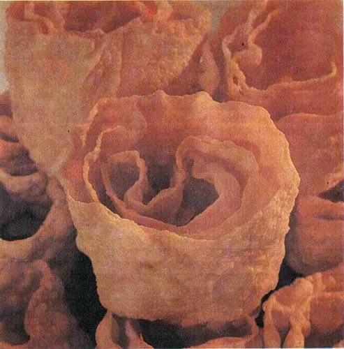 Мука 650 г Сахар 68 г Яйцо 280 г Дрожжи 15 г Жир для фритюра 3000 - фото 19