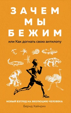 Берндт Хайнрих Зачем мы бежим, или Как догнать свою антилопу [Новый взгляд на эволюцию человека] [litres] обложка книги