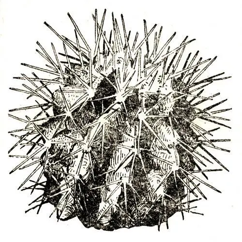 Рис 19 Эхинокактус Грузона Echinopsis eyriesii Turp Zucc эхинопсис - фото 22