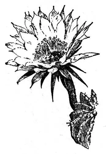 Рис 20 Эхинопсис Эйриеза Echinocereus pectinatus Scheidw Eng эхиноцереус - фото 23