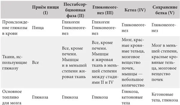 Источник Кэйхилл Источники энергии для обмена веществ при голодании - фото 19