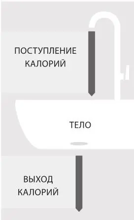 Однокамерная модель хранения и использования калорий Тем не менее эта модель - фото 46