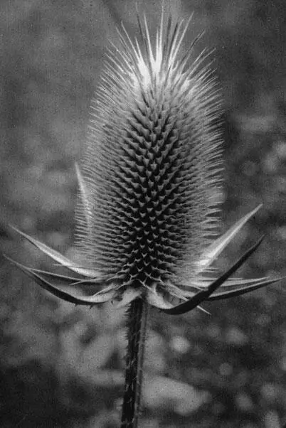 Плоды ворсянки сукновальной Dipsacus sativus Касатик Iris gcrmanica Ф - фото 36