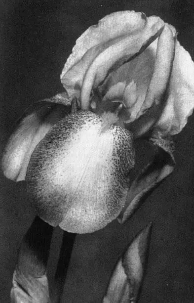 Касатик Iris gcrmanica Ф Г Хайнеман Эрфурт Май июнь Водосбор - фото 37