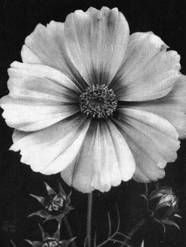 Космея космос ДСГ Кведлинбург Садовый тысячелистник Achillea - фото 42