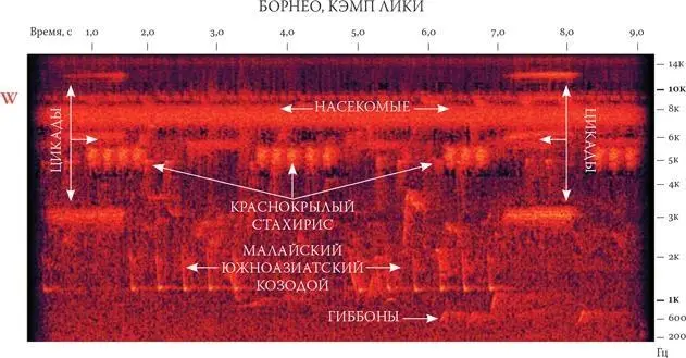 Записи Краузе также пролили свет на еще один грустный факт даже если ландшафт - фото 15