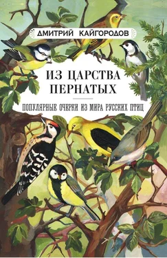 Дмитрий Кайгородов Из царства пернатых обложка книги