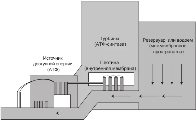 Рис 12Процесс производства энергии в митохондриях подчиняется тем же базовым - фото 2