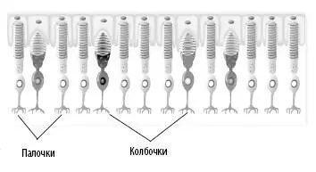 Палочки и колбочки заселяют наружные слои тонкой ткани специализированных - фото 27