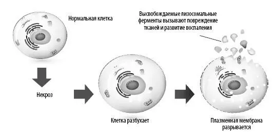 При некрозе клетки теряют способность управлять транспортом веществ внутри - фото 36
