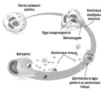 На этом рисунке показаны основные стадии апоптоза Митохондрии сохраняются в - фото 37