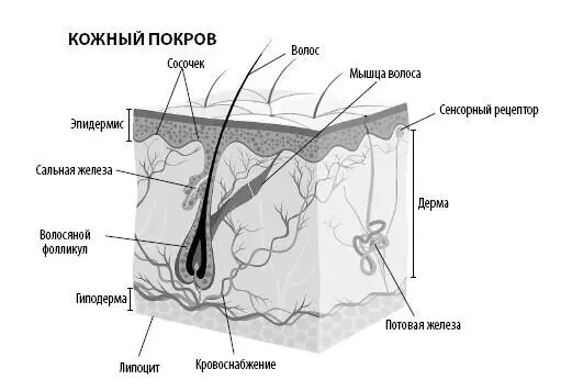 Кожный покров состоит из трех слоев эпидермиса дермы и нижнего слоя - фото 38