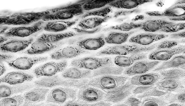 На этом микроснимке показаны клетки эпидермиса Клетки всех слоев над самым - фото 39