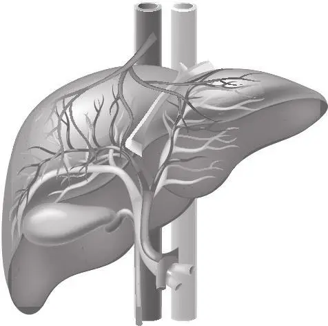 Рис 3 Система воротной вены печени Большая часть новых веществ попадает в - фото 4