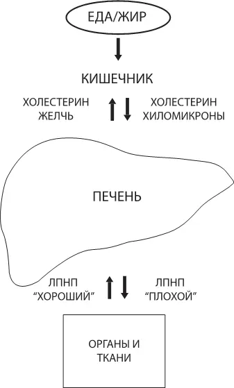 Рис 4 Обмен холестерина в организме Часть жиров печень превращает в энергию - фото 7