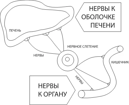 Рис 12 Нервные окончания в печени и других органах Интоксикация и работа - фото 16