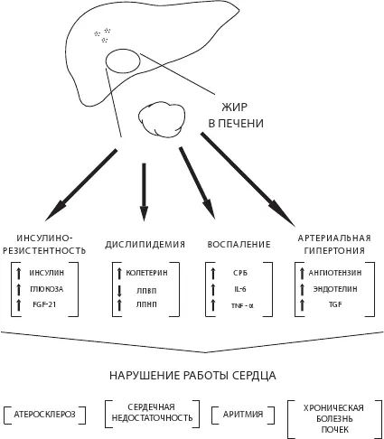 Рис 18 Последствия жировой болезни печени и гормональных изменений Но как - фото 23
