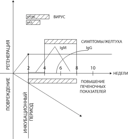 Рис 25 Схема развития гепатита А симптомы и анализы Вирус совсем маленький и - фото 33