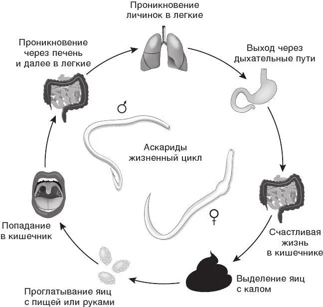 Рис 43 Жизненный цикл аскариды Основной вред от аскарид в том что они портят - фото 63