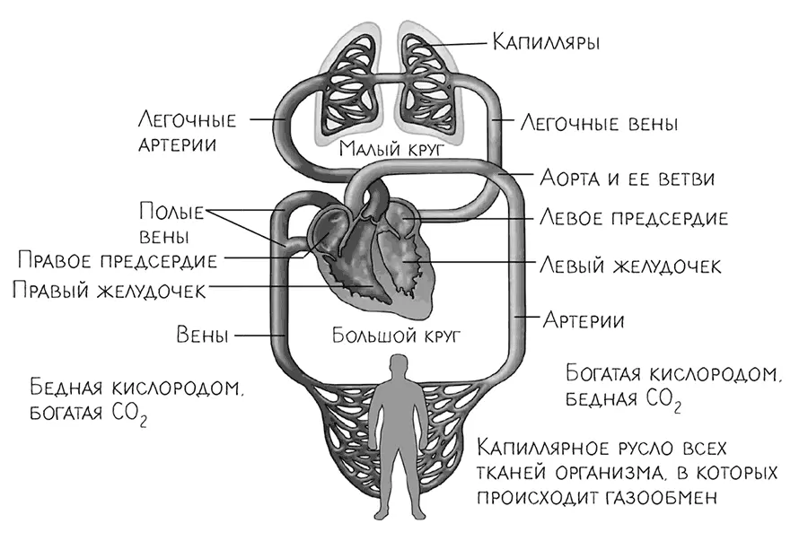 Рис 1 Схема кровообращения человека Но вернемся к анатомии сосудов В нашей - фото 2